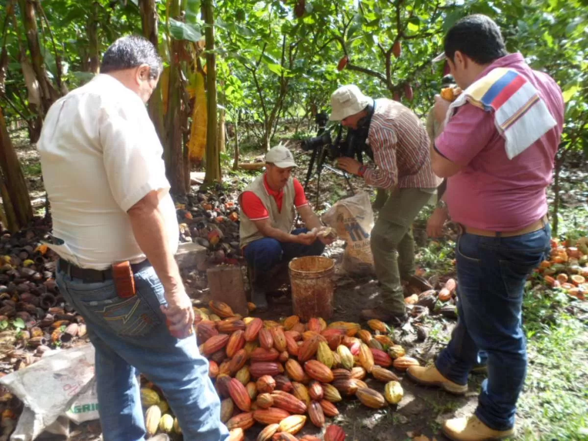 Es la  segunda apuesta productiva agropecuaria más importante para el departamento de Arauca.